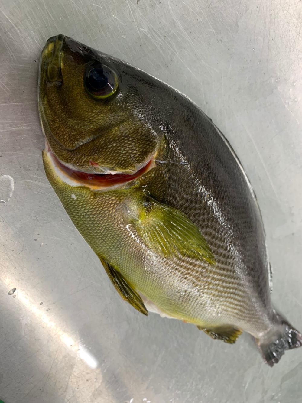 Fish Sale