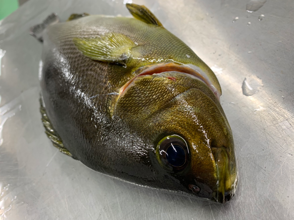 ぜいたく魚 脳天締め すべての魚の画像