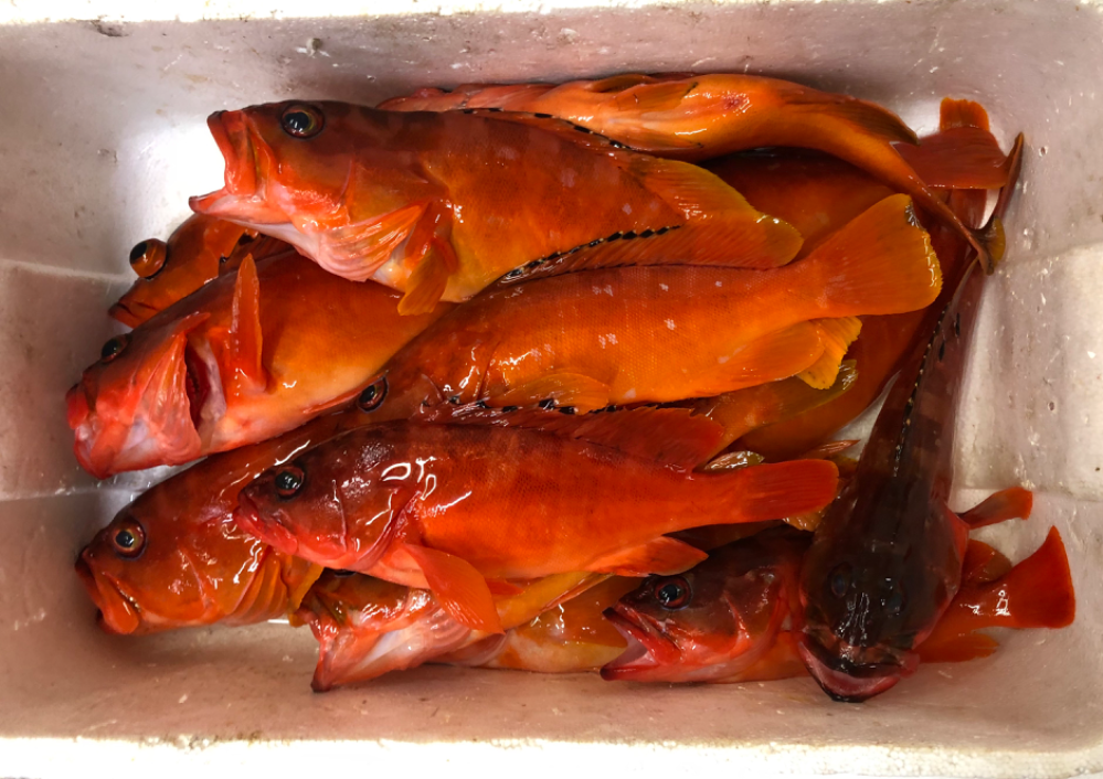 Fish Sale Fish Sale
