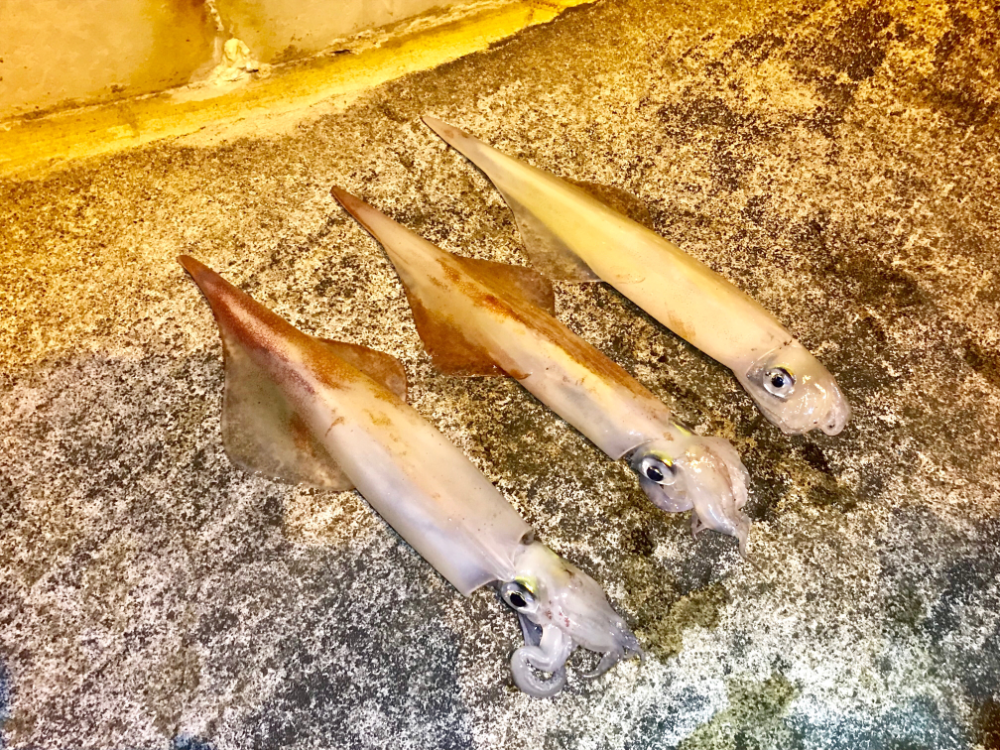 Fish Sale