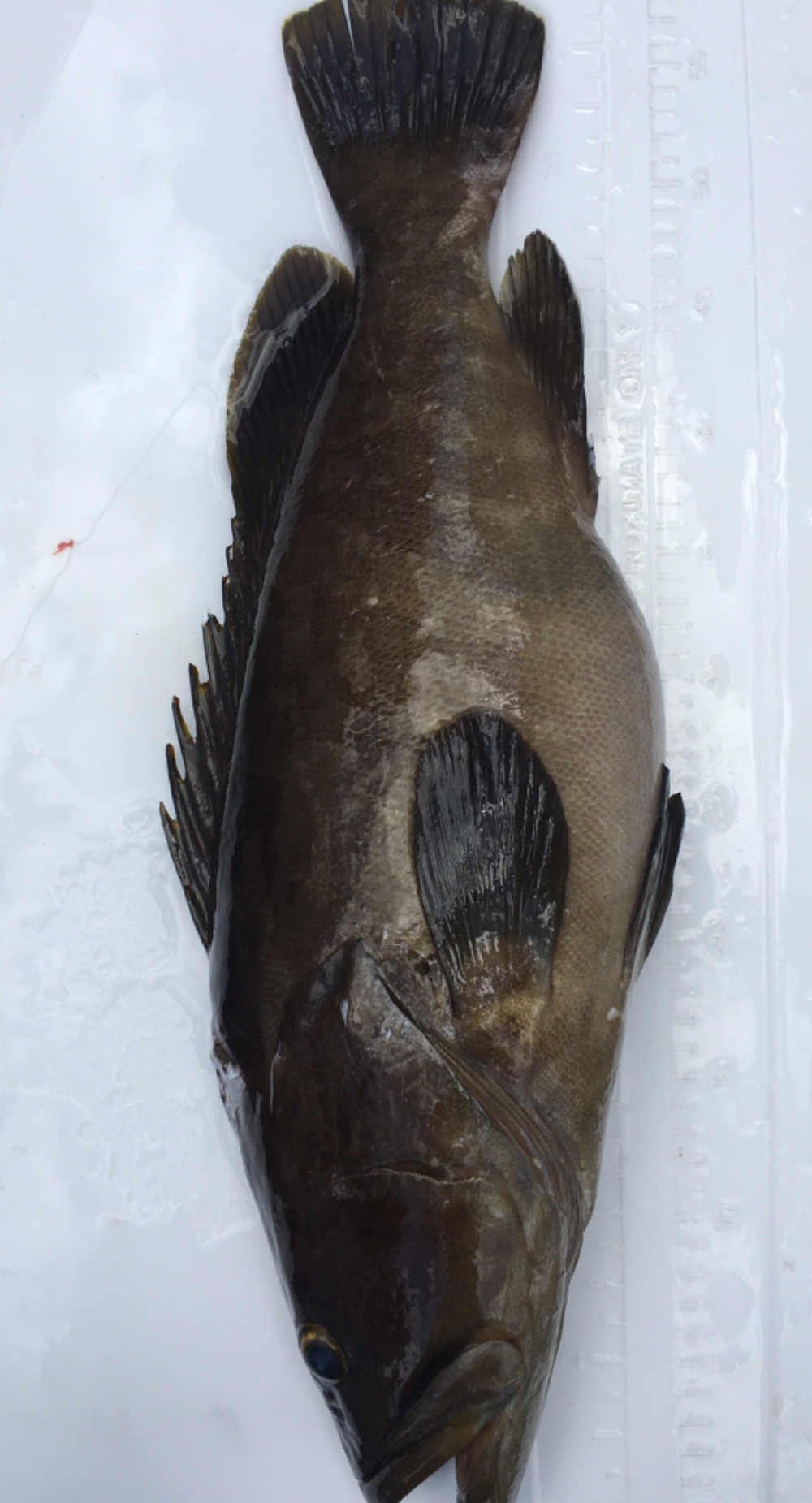 Fish Sale