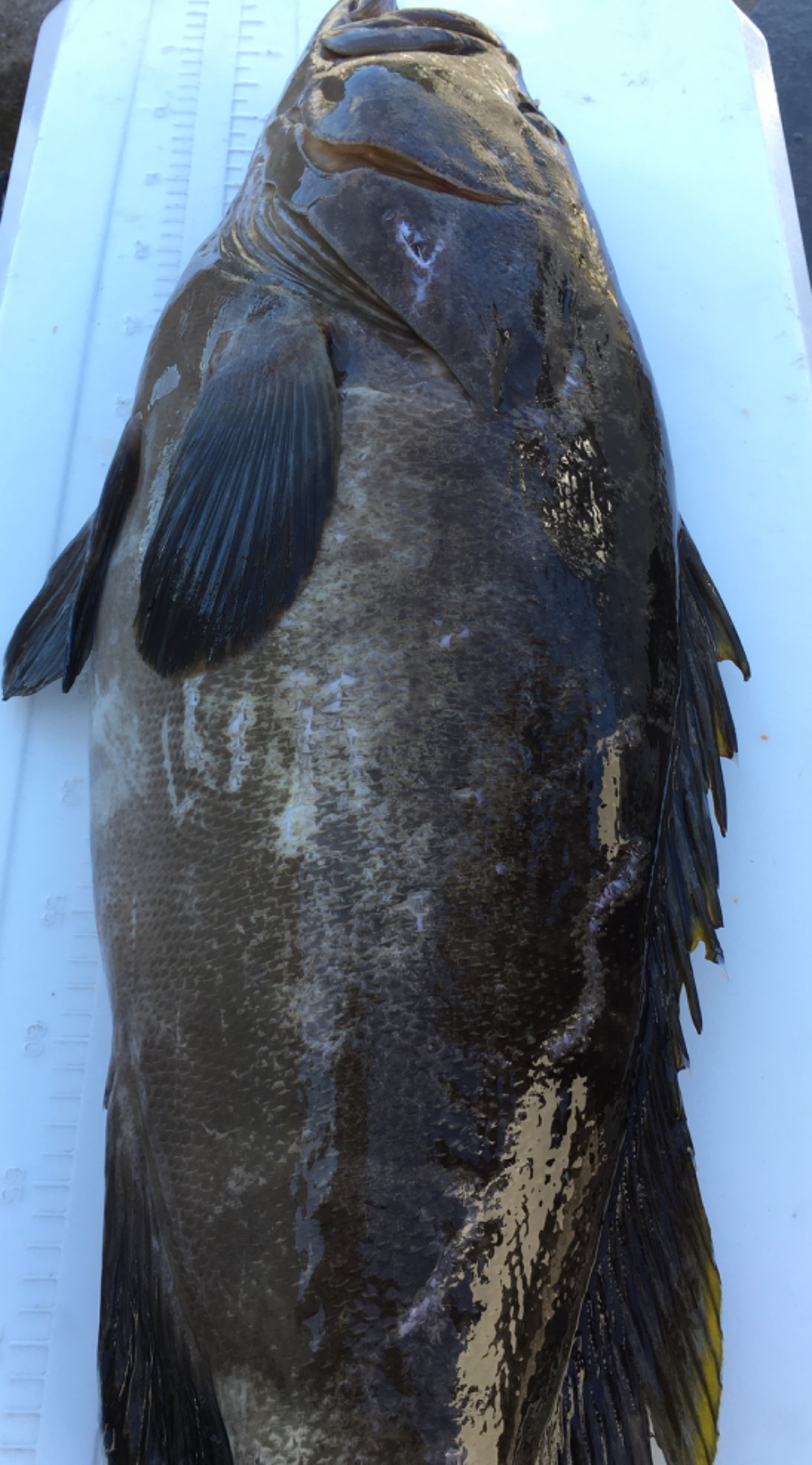 Fish Sale