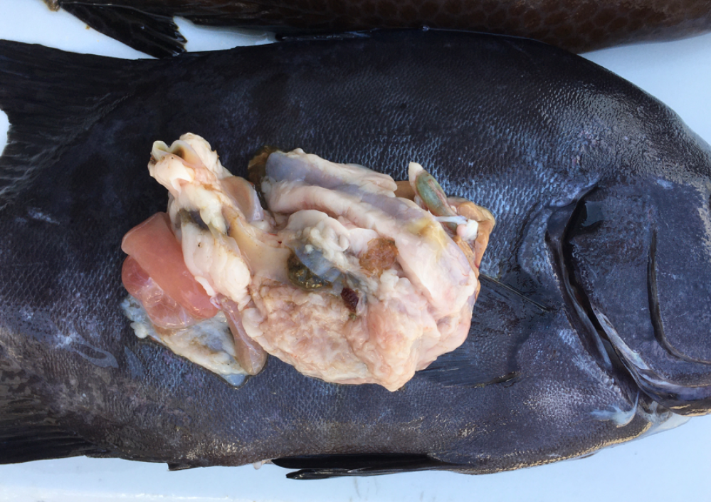 Fish Sale