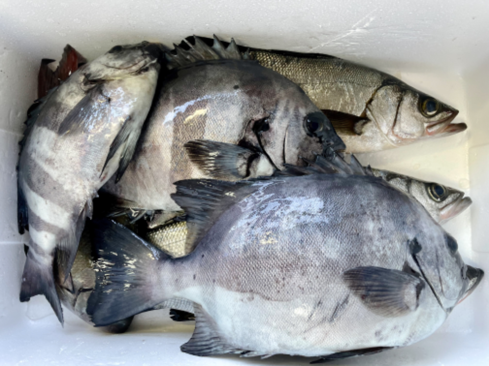 Fish Sale