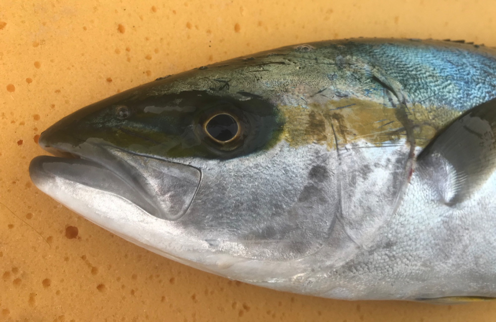 Fish Sale Fish Sale