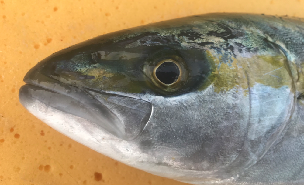 Fish Sale Fish Sale