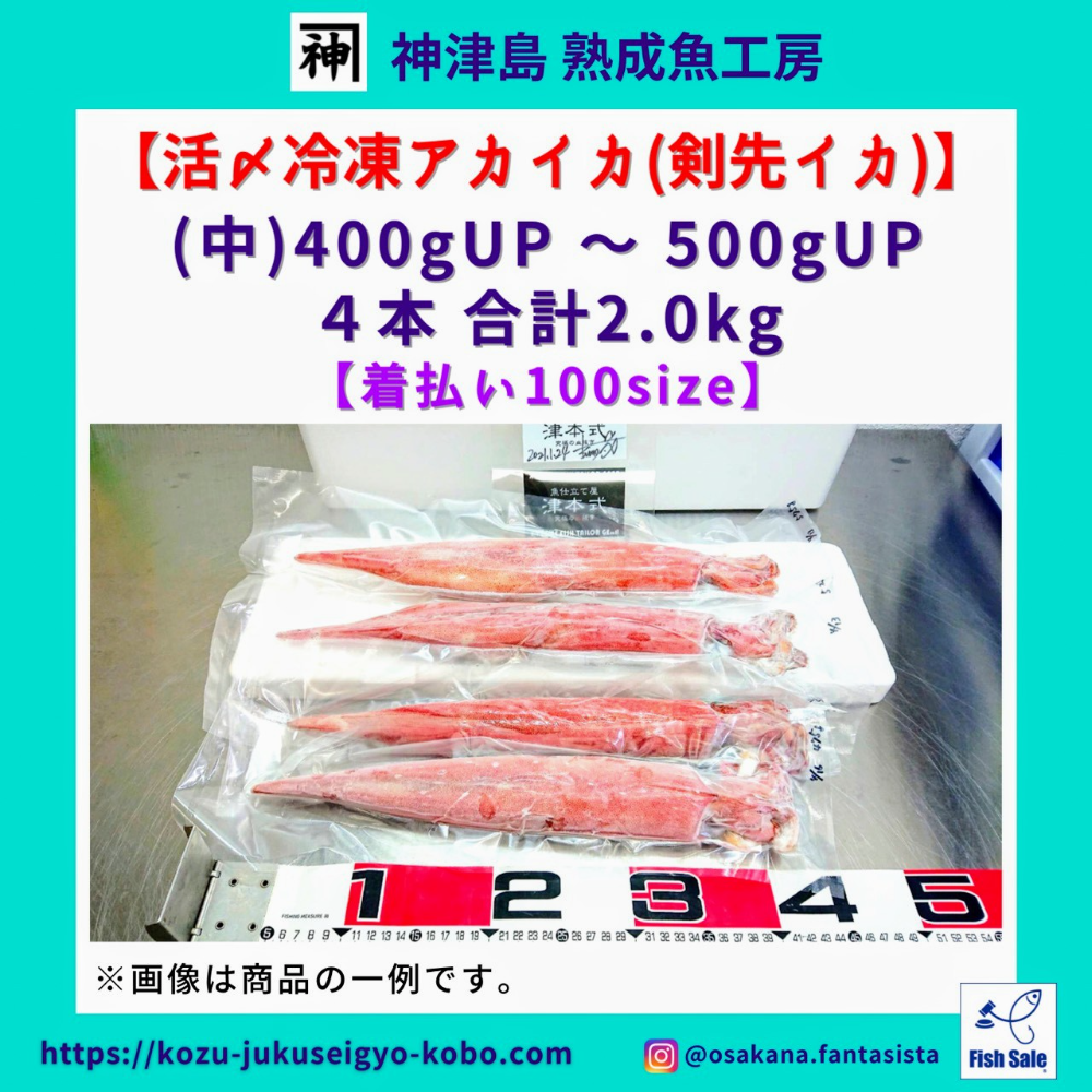 313 価格改定 神津島 最高級 活〆冷凍アカイカ 剣先イカ 中size 4本 計2kg