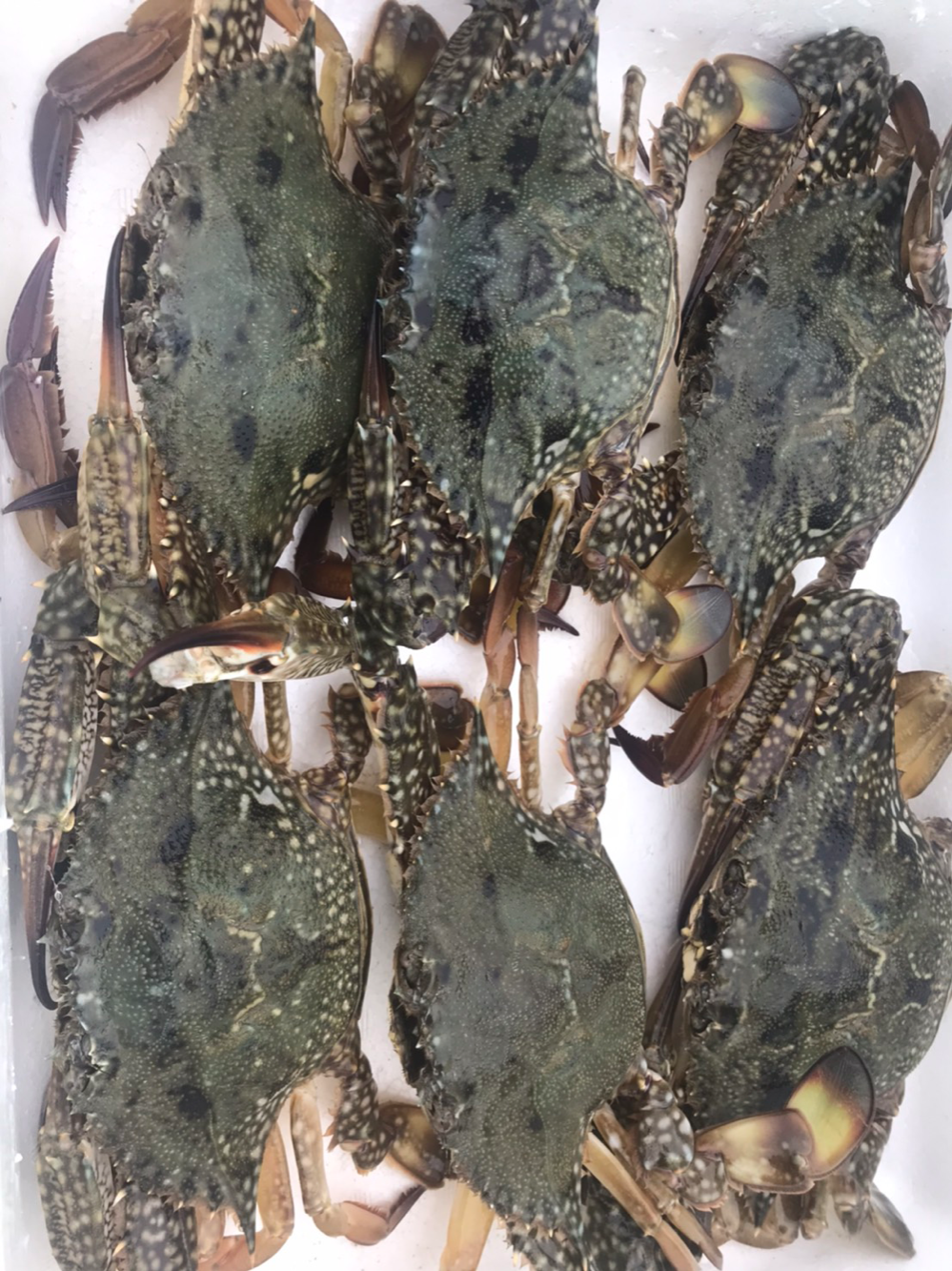 Fish Sale Fish Sale