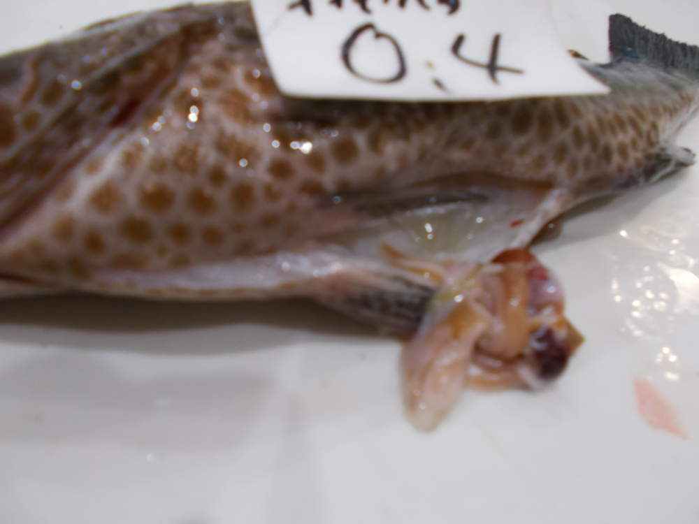 Fish Sale