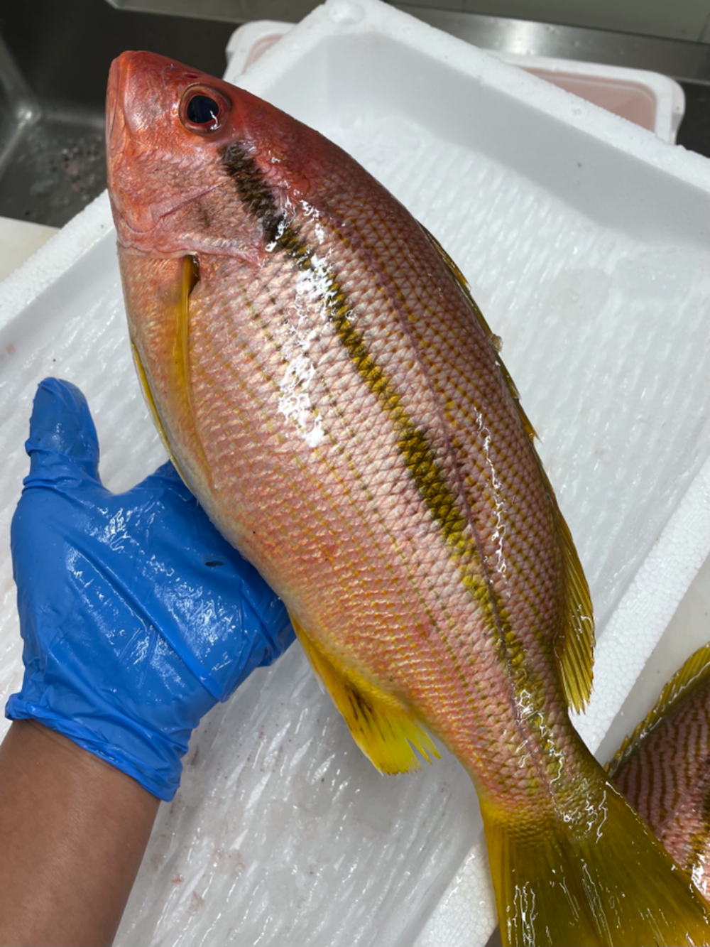 Fish Sale Fish Sale