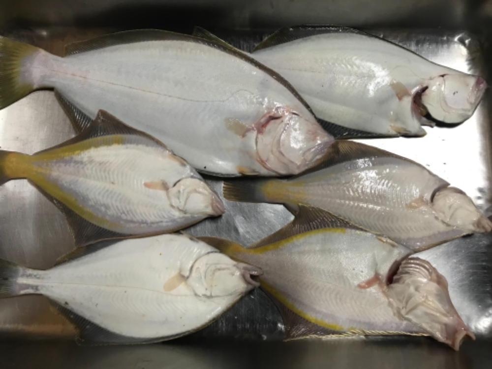FishSale - 釣った魚を売れるオークションサイト - FishSale - 釣った魚を売れるオークションサイト -