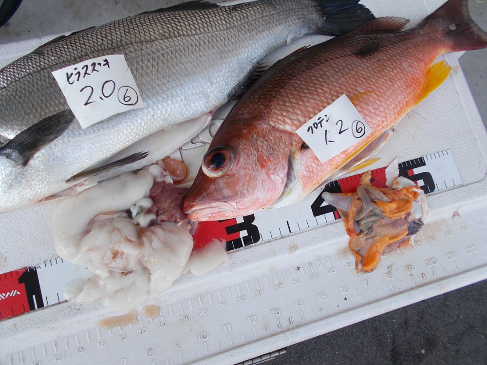 FishSale - 釣った魚を売れるオークションサイト -