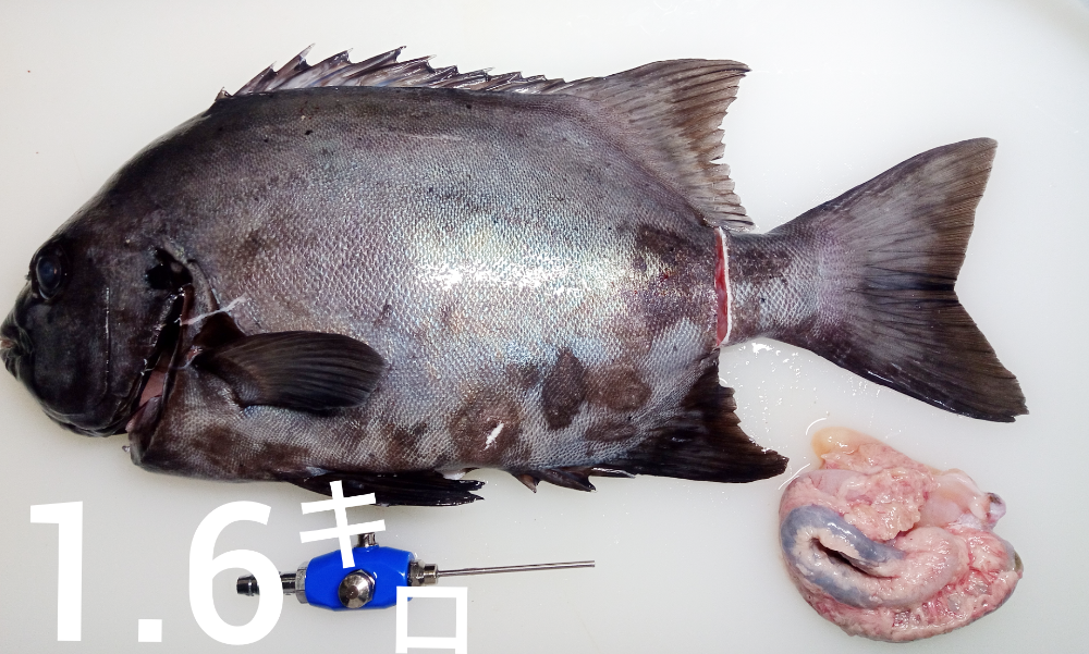 Fish Sale