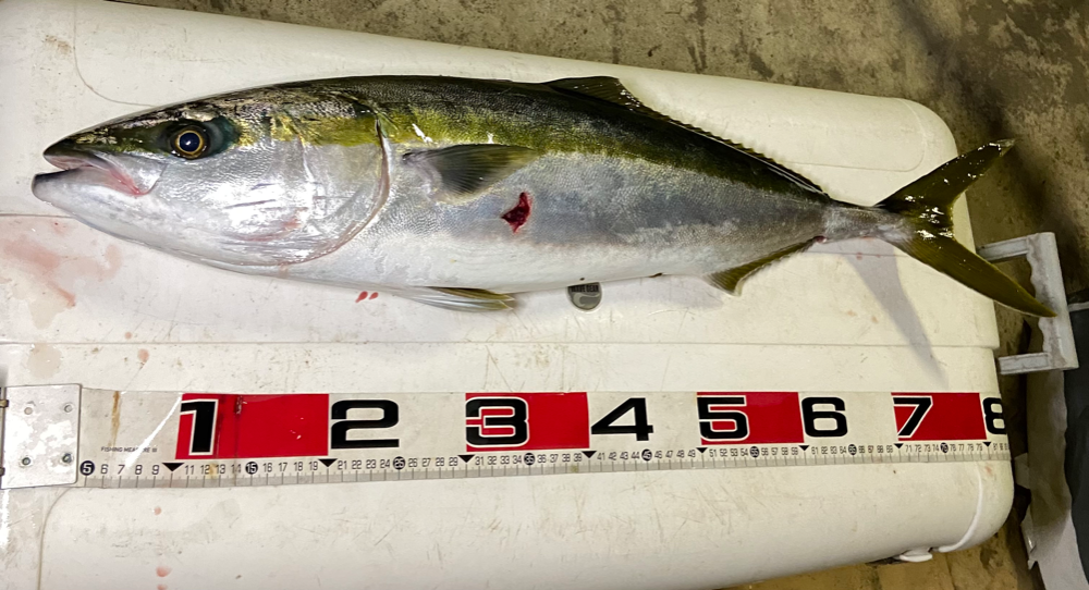 90％以上節約 金魚 一点物 青フロッグヘッド 中国産 １２～１３ｃｍ± １匹 北海道 九州航空便要保温 沖縄別途送料 zucc.co.jp