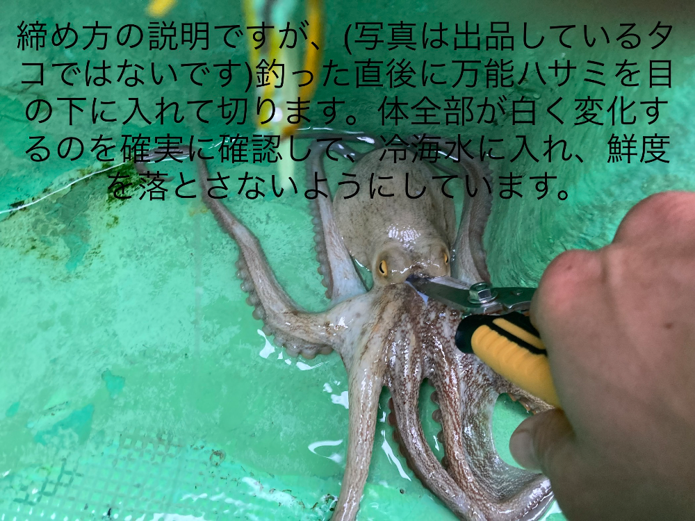 たこいか様確認用 たこいか様確認用