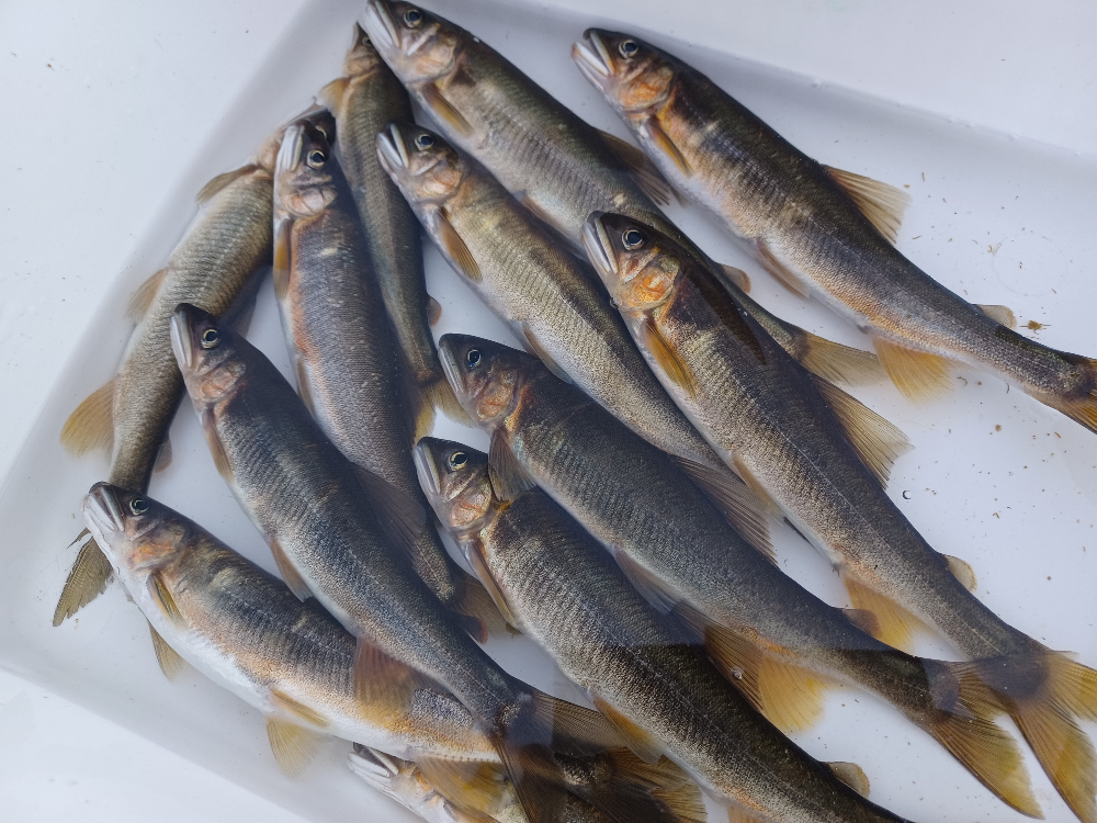 FishSale - 釣った魚を売れるオークションサイト -