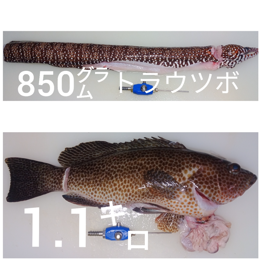 FishSale - 釣った魚を売れるオークションサイト -