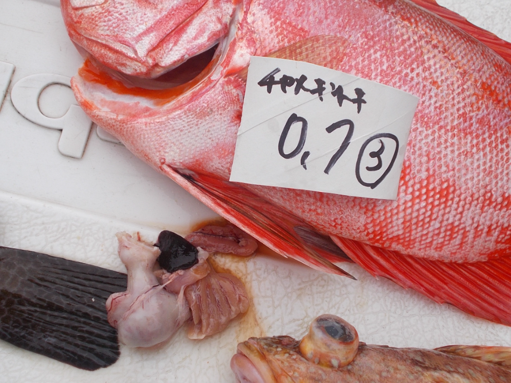 FishSale - 釣った魚を売れるオークションサイト -