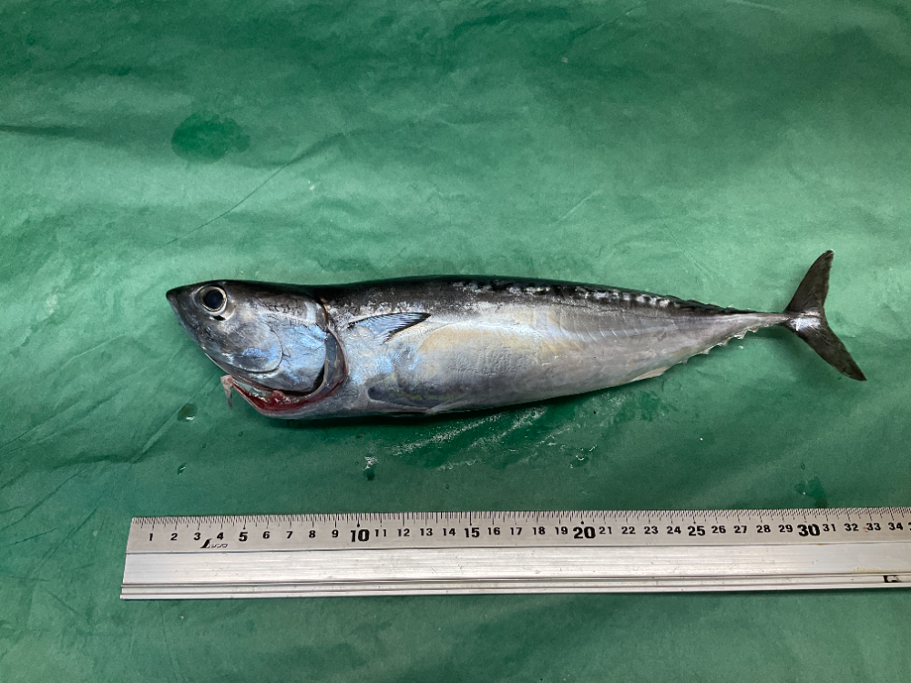 中古60㎝水槽セット | 熱帯魚・海水魚専門店 フレンドのブログ（愛知県豊田市）