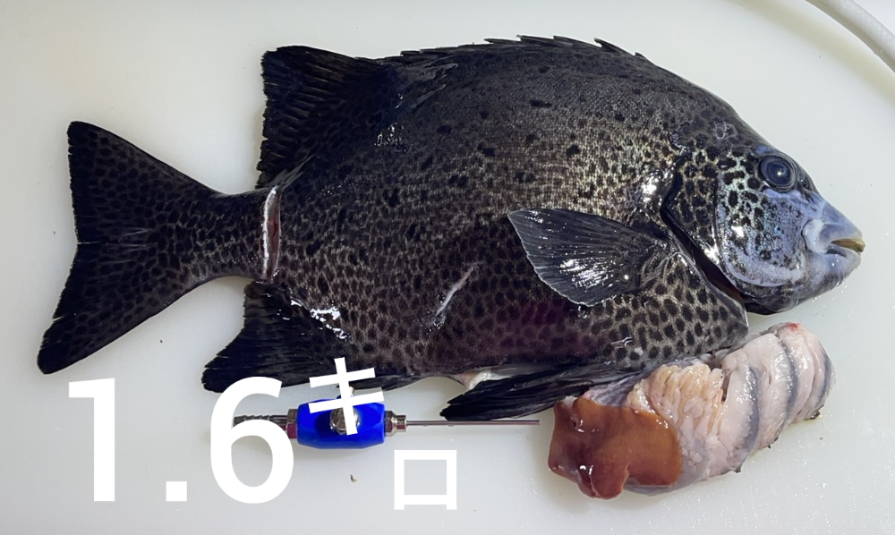 FishSale - 釣った魚を売れるオークションサイト -