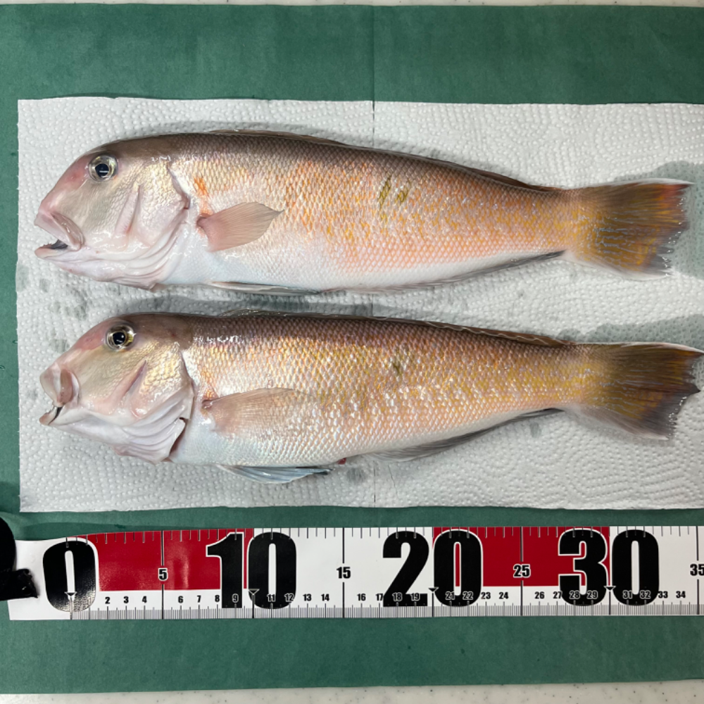 FishSale - 釣った魚を売れるオークションサイト -