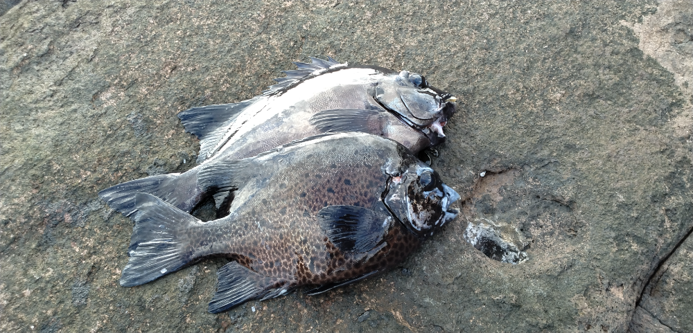 イシガキダイの稚魚 近海 1.5〜2cm 1匹 イシダイ - 魚類、水生生物