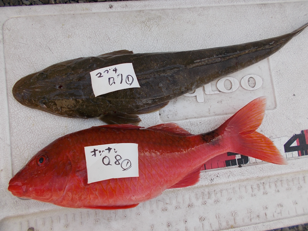 値下げしました。大マサや、マグロ釣りに、、、美品です。