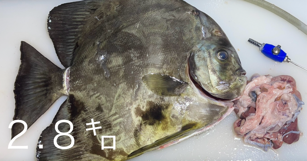 FishSale - 釣った魚を売れるオークションサイト -