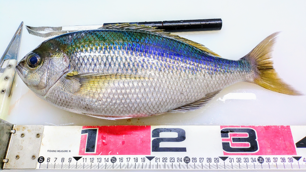 FishSale - 釣った魚を売れるオークションサイト -