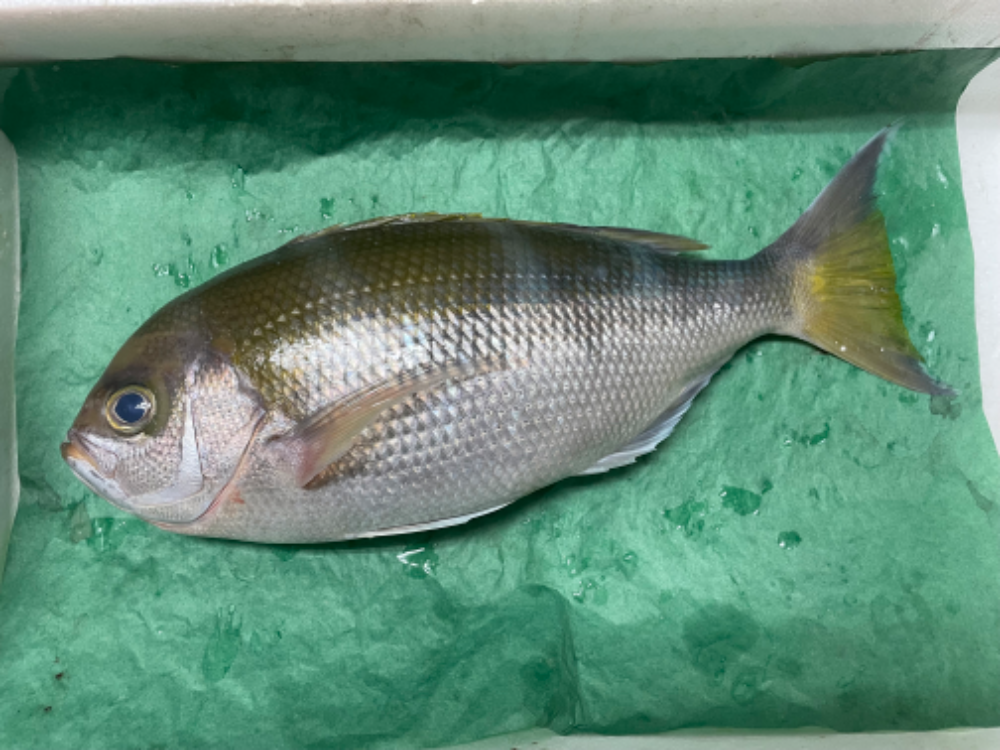 FishSale - 釣った魚を売れるオークションサイト -
