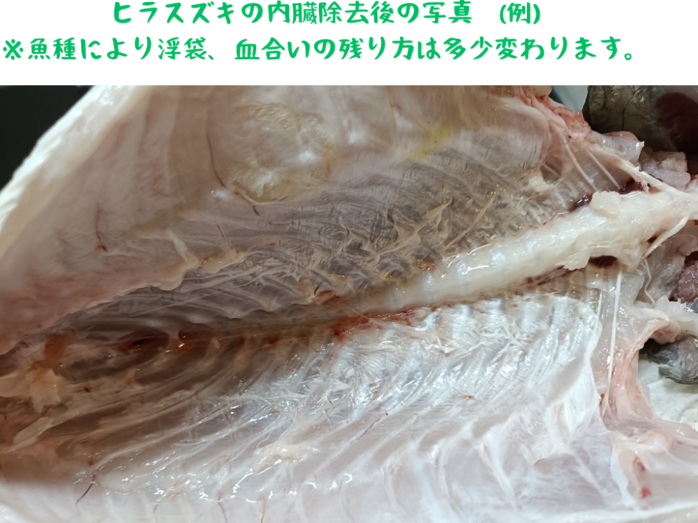 FishSale - 釣った魚を売れるオークションサイト -